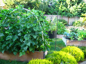 ShortFellows Farm