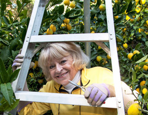 Lemon Ladies Orchard
