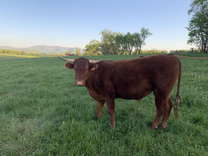 American Milking Devon Cattle