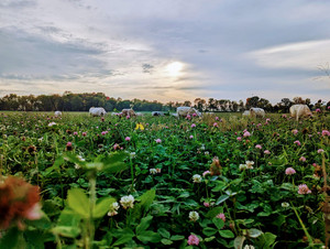 Bouressa Family Farm