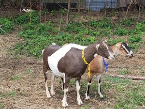 High Prairie Dairy Goats