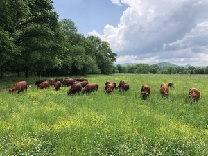 Bells Bend Grassfed