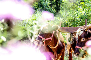 Hitchpoint Farm