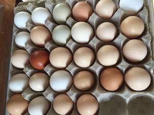 ANNABELLE & MICHAEL'S EGGS at EVERMORE FARM