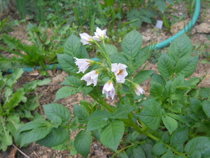 Redozo Biodiversity