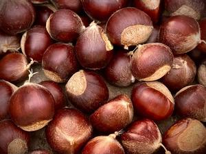 American Chestnuts