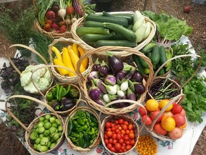 Amantes Garden & Nursery