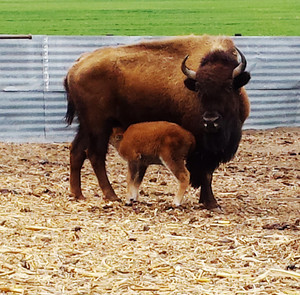 American Plains Bison
