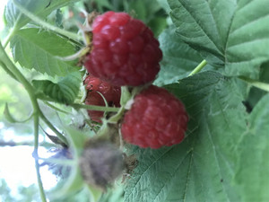 Bee Healthy Produce