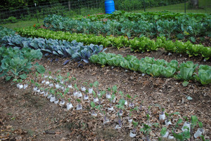 In the Woods Market Garden
