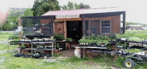 Bigham Farms