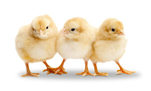 3Chicks Farms