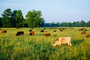 BDA Farm