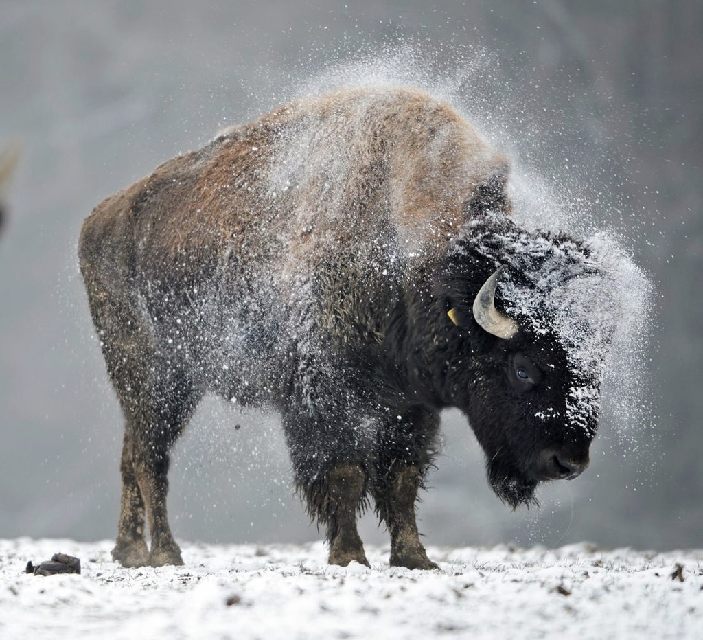 Carolina Bison LocalHarvest