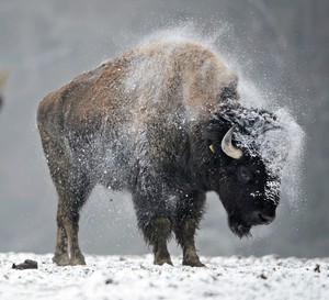Carolina Bison