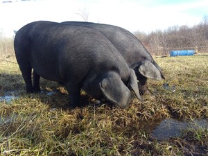 Four Goats Farm