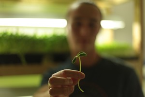Lil' Sprouts Microgreens