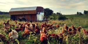Boatright Farms