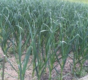 BigCloves Garlic