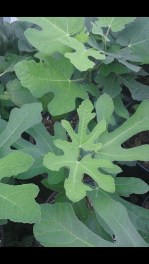 The Hop and the Fig