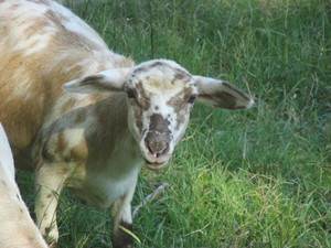 Hunker Down Farm