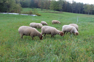 Tarheelbilly Farm