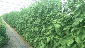 Nuneviller Farms