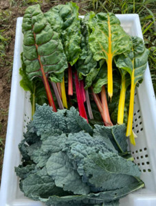 Ashland Midweek Farmers Market