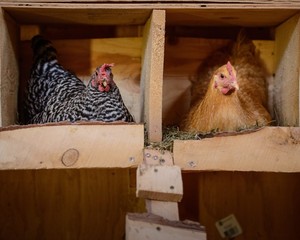 Twisted Root Organic Farm