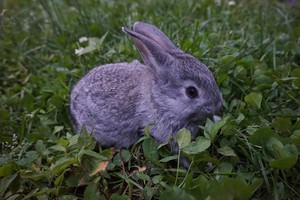 American Chinchilla Rabbit