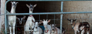 Hidden Hollow Dairy LLC