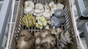 Sky Island Mushrooms