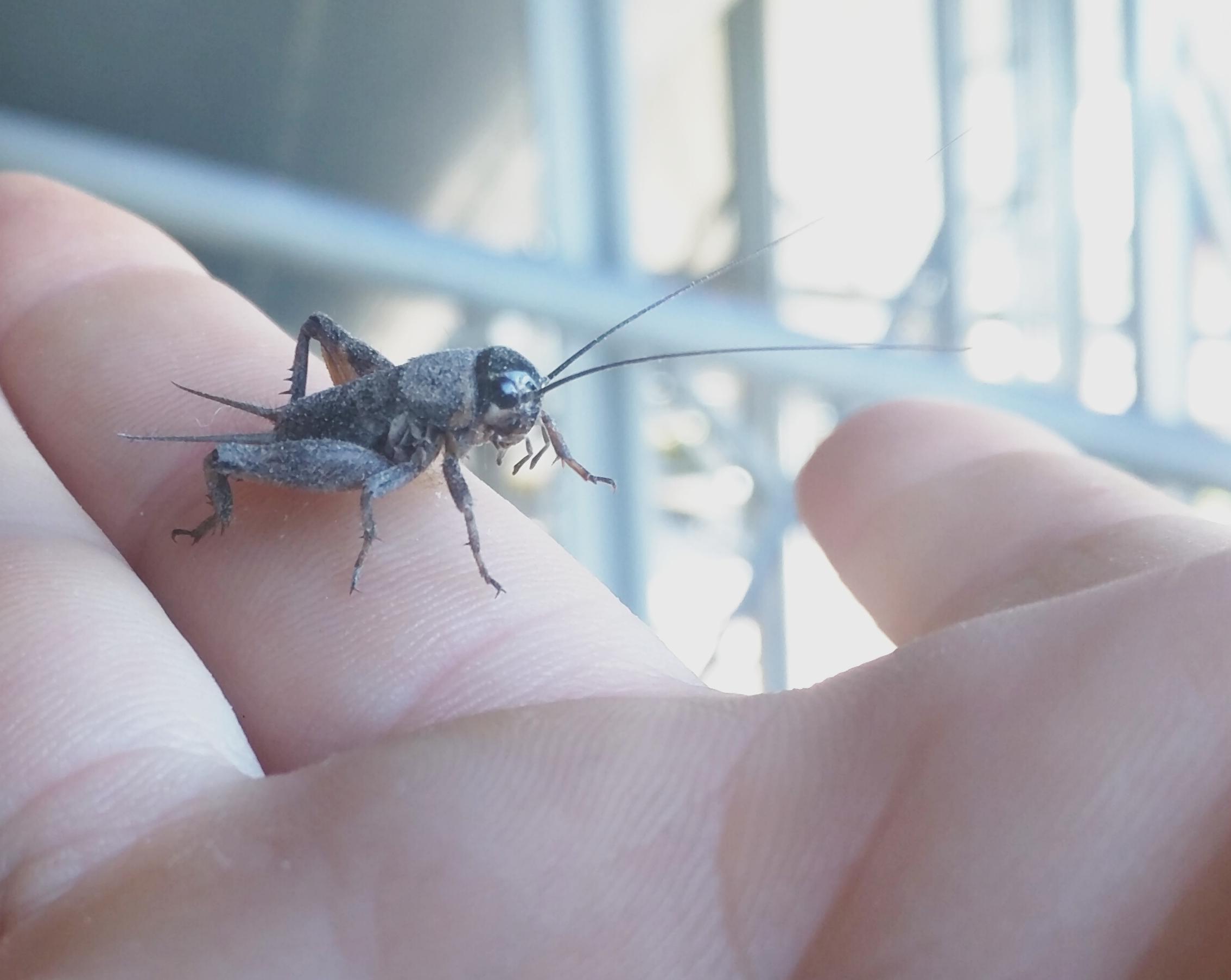 Cricket photo.jpg