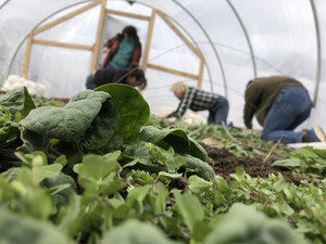 Many Hands Organic Farm