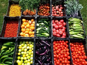 Friendship Farms