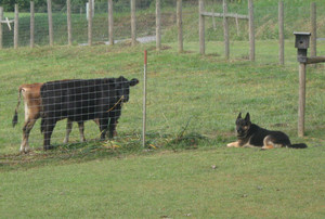 Glory B Farm