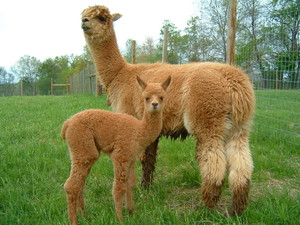Moonglow Farm Alpacas