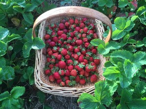 Frayed Shoestring Farm