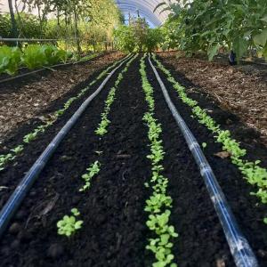 Spring Fed Farms