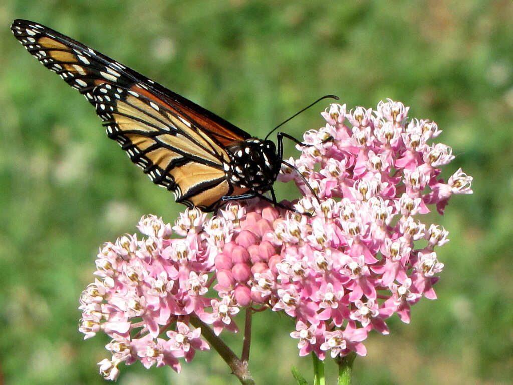 BetterFinds Native Plants - LocalHarvest