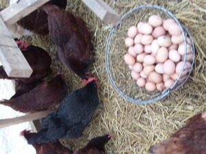 Quaking Hill Farm