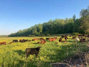 Cub Creek Pastures