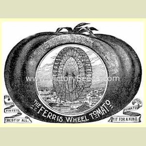 Salzer's Ferris Wheel Tomato