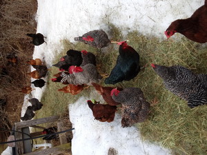 Whippoorwill Organics