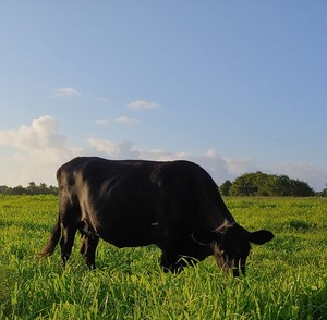 Andrews Farm