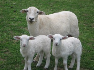 Black Sheep Ranch