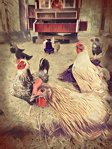 Cuckoo Run Ranch