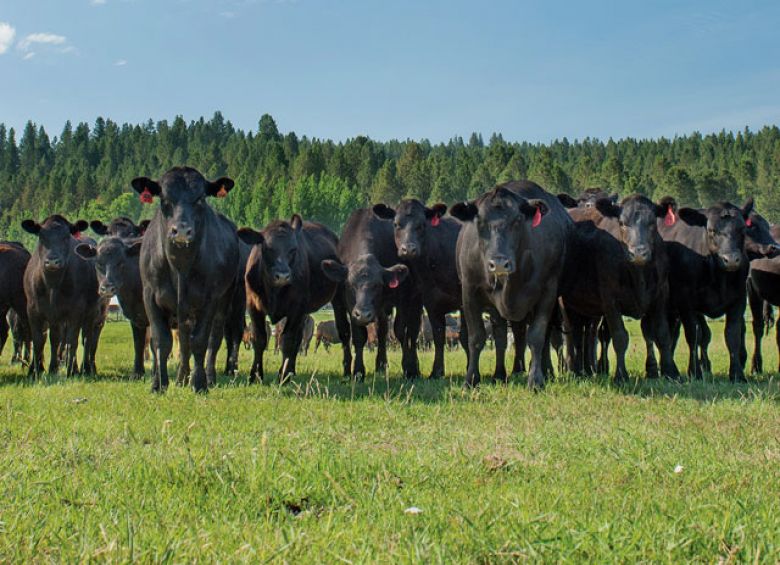 Okeechobee Farms' & Whole Life Foods - LocalHarvest