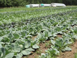 McDougal's Farm LLC