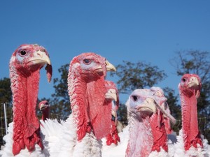 Wrong Direction Farm